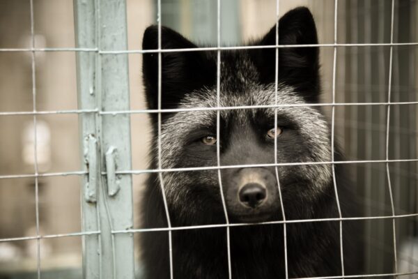 Loomade eestkostjad: karusloomafarmides pole võimalik heaolu tagada