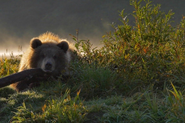 DocPoint’i parimad palad: dokfilmid Brasiilia vihmametsa salahõimust kuni 94-aastase India seksinõustajani