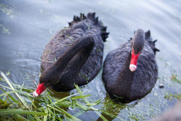 Veelinnud ei vaja sügisel ja talvel lisatoitu