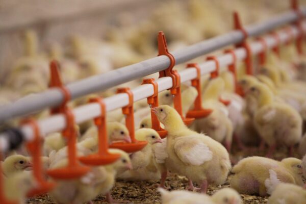 5 fakti, mida Sa broilerkanadest ei teadnud