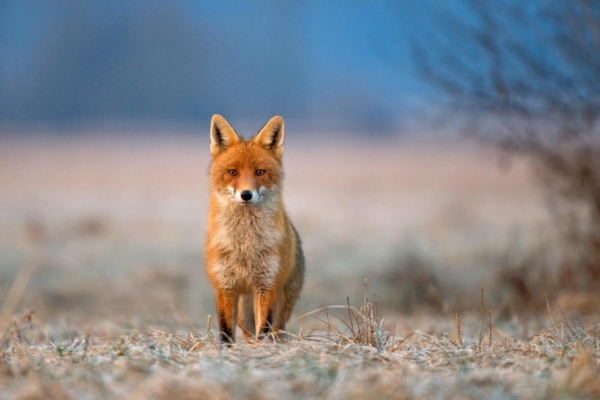 Loomus toetab Soome loomakaitseorganisatsioonide püüdlusi peatada metsloomade tapmise võistlus
