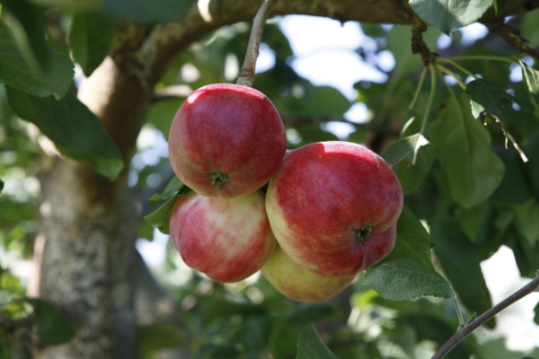 Kodumaised õunad pakatavad tervisest – söö iga päev vähemalt üks õun!