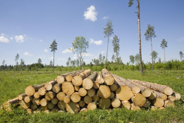 Kas Eesti metsandus on jätkusuutlik?