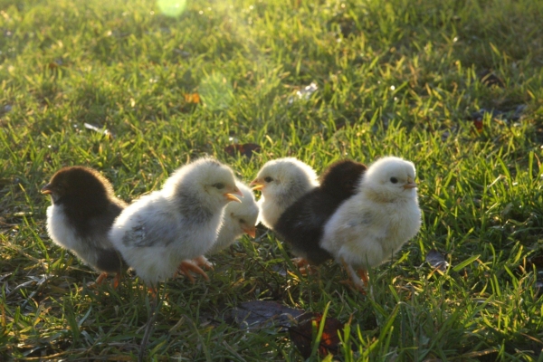 Miks tähistada munadepühi puurivabalt?