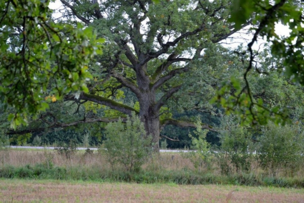Hiite kurb saatus: Eesti pühapaikade säilitamine ei huvita meie riigimehi
