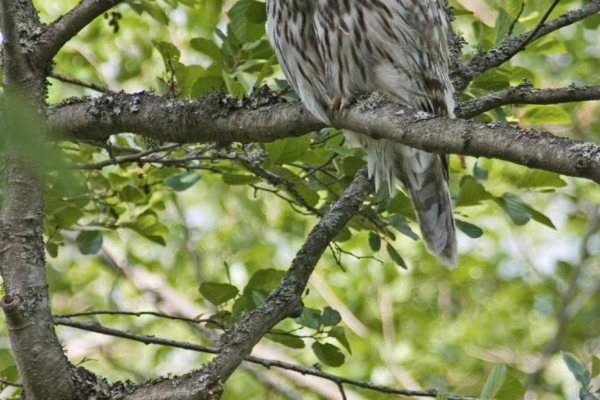 Metsalindude arvukus on aastakümnete jooksul vähenenud ligi 50 000 paari võrra aastas