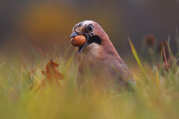 Alkeemia lugemisnurk. “Metsasosinad” – piltidesse talletatud lood