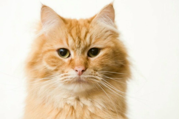 Mida su lemmikloom tegelikult sööb?