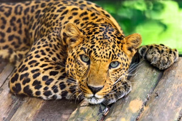 Loomad omavad sarnaselt inimestega teadvuslikkust