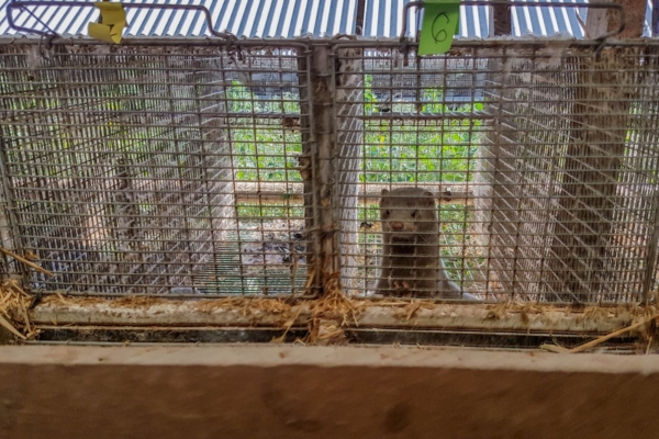 Läti karusloomafarmi töötaja avalikustas õõvastavad kaadrid tingimustest farmis