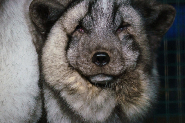 Uued salavideod: hiigelrebaste piinad Soomes jätkuvad