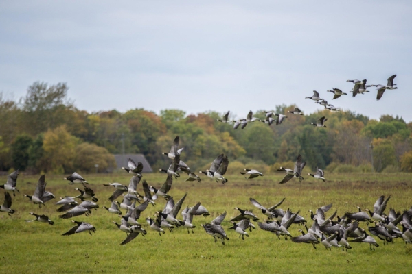 Eesti Ornitoloogiaühing algatas kampaania veelindude tapatalgute lõpetamiseks