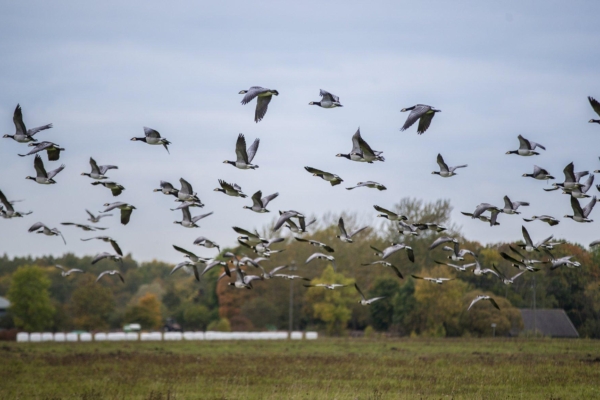 Maaomanikud hakkavad saama tasuta õigusabi looduskaitsealastes küsimustes