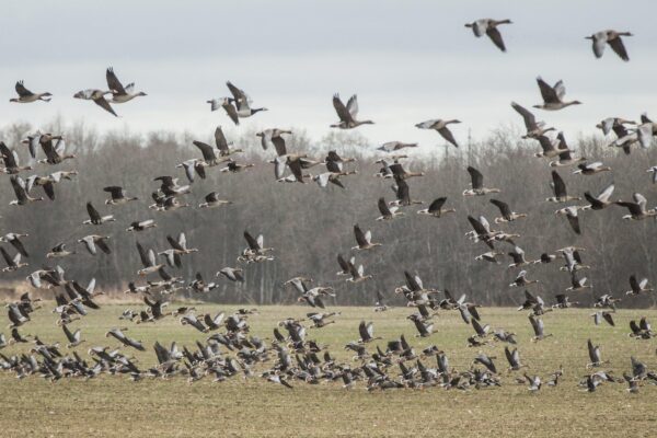 Tartu Ülikooli teadlane: linnud on hakanud aru saama, et midagi on muutumas