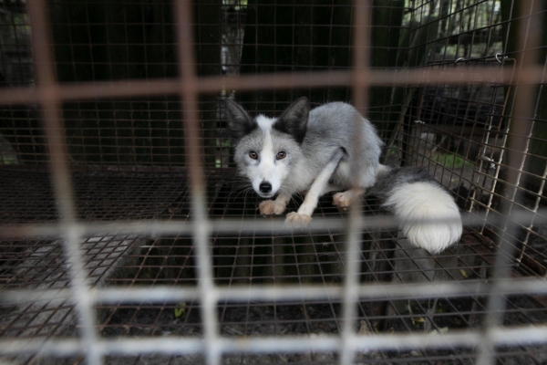 Loomus palub vabariigi valitsusel majanduse taastamise paketi raames karusloomafarme mitte toetada