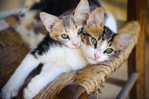 Täna, 8. augustil on rahvusvaheline kassipäev!