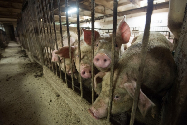 Ajalooline päev farmiloomadele: Euroopa kodanikualgatus “Lõpp puuriajale!” kogus üle 1,5 miljoni allkirja