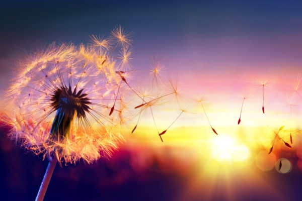 Nädala energiad 16.- 22. juulil: mõista, et sa ei ela väliste õpetuste meelevallas, vaid lood oma elu ise