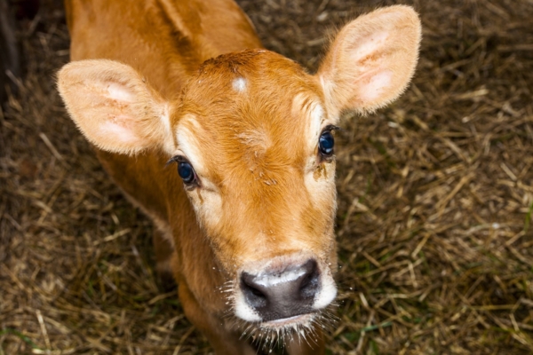 Hoolides maailmast ja endast: kuus põhjust, miks loobuda loomsest