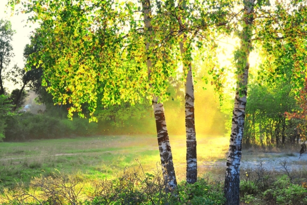 Kask – positiivse energiaga puu, mis pakub kaitset ja lohutust