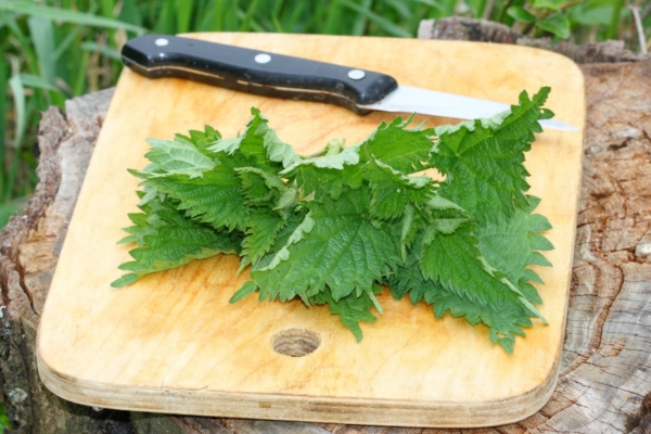 Kõrvenõgesest on palju kasu nii aias kui köögis