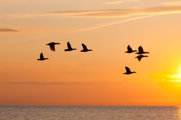 Tänane tsirgupäev paneb rändlinnud meie poole rändama ja näitab kevade saabumist