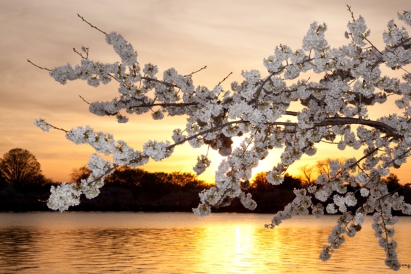 ALKEEMIA TAROSKOOP MAIKUUKS: Mis ootab sind lehekuul ees armastuse, töö ja tervise osas?