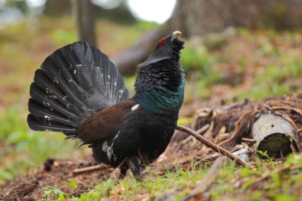 Metsisekaamera vahendusel saab jälgida salapärast metsisemängu