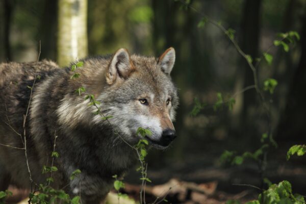 Eesti rahvusloomaks kuulutati hunt – metsiku ja puutumatu looduse sümbol