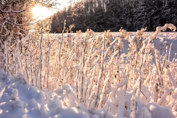 Täna algav radokuu on kale aeg