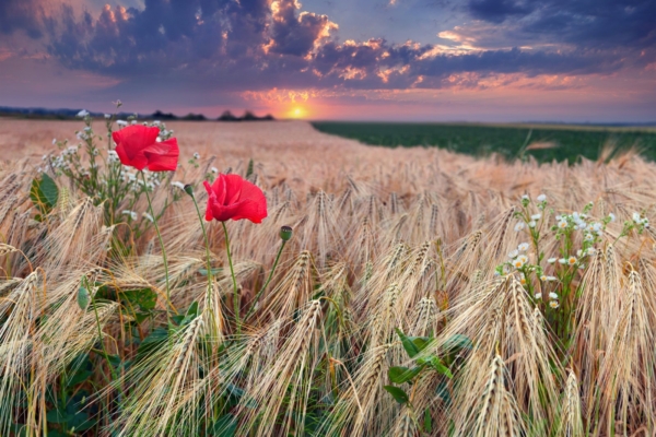 Maarahva kalender: juulikuu pühad ja ajad