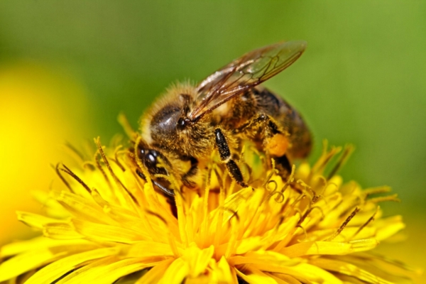 Täna on üleilmne mesilaste päev: haihtuvate mesilaste mõistatus lahendatud!