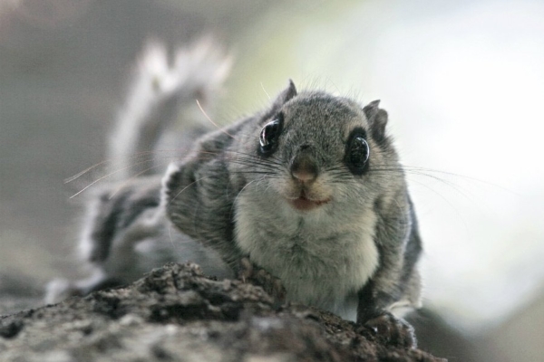 Jäänud on veel vaid kolm päeva: anna oma allkiri lendorava ja metsade kaitseks!