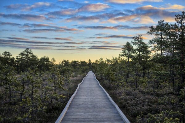 22. mai on rahvusvahelise elurikkuse päev: selle aasta teemaks on metsade elurikkus
