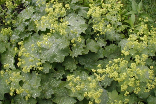 Kortsleht – suurepärane naistetaim, mis sobib salatisse ja haava peale