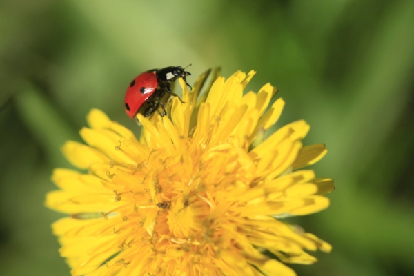 Rahvakalendri järgi on täna kevadine nigulapäev ja liugupäev