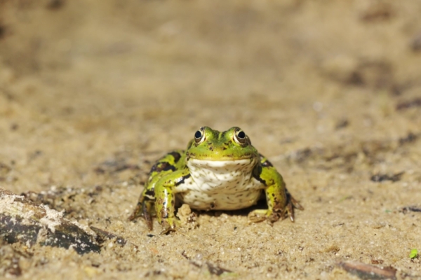 Ettevaatust, konnad teel: alanud on iga-aastane konnaränne