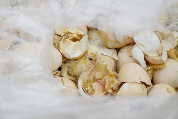 Elu hind loomatööstuses: ümmargune null