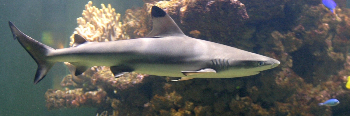 Loomakaitsjad koguvad allkirju haiuimekaubanduse keelustamiseks Euroopas