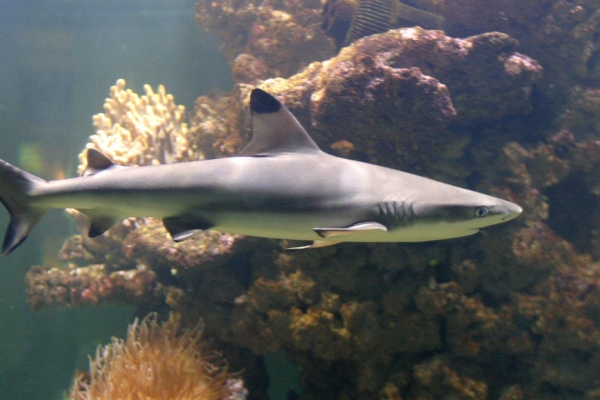 Loomakaitsjad koguvad allkirju haiuimekaubanduse keelustamiseks Euroopas