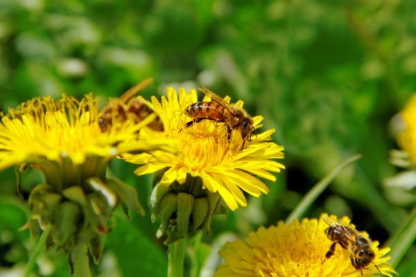 Kuidas päästa maailma: kuraditosin tõenduspõhist nippi