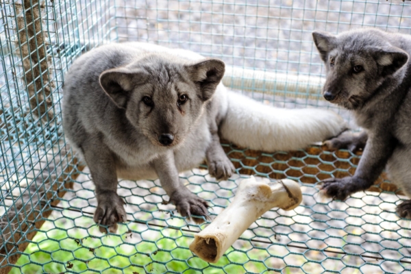 Teadlased kutsuvad üles EL liikmesriike karusloomafarme keelustama