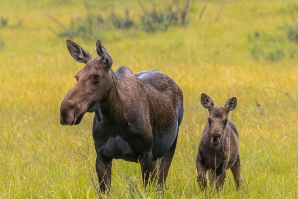 Eestimaa Loomakaitse Liidu avalik pöördumine