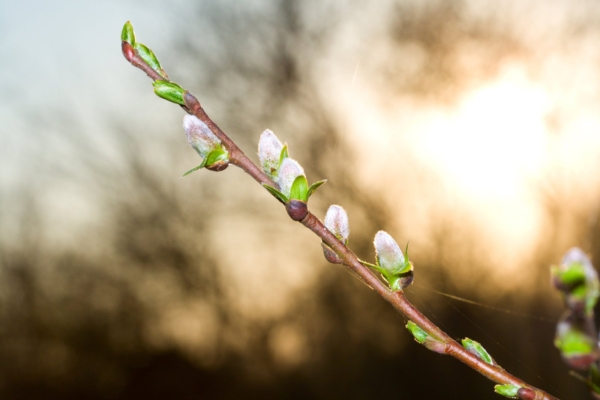 Käes on urbepäev: esiisade maagilised nipid toovad kevadeks hea tervise, ilu ja jõukuse