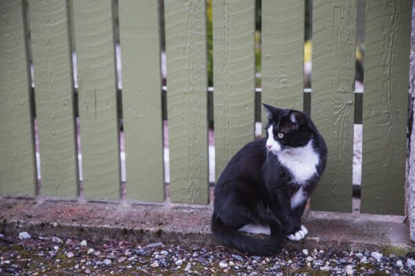 Kass, kes kõnnib linnas omapäi, pole mitte vaba, vaid on lastud hulkuma