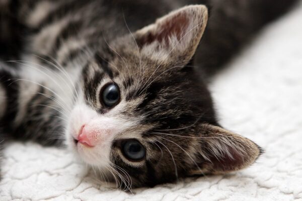 Selgusid 2016. aasta kõige loomasõbralikum ja loomavaenulikum tegu