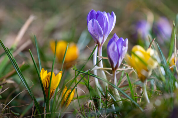 Tänasel käädri- ehk ussiliikumise päeval ära pese pesu ega kammi pead