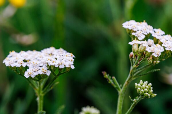Raudrohi – iidne nahahoolduse vägi